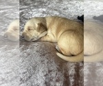 Small #1 Labrador Retriever