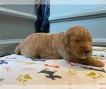 Small Photo #39 Goldendoodle Puppy For Sale in NORTH SCITUATE, RI, USA