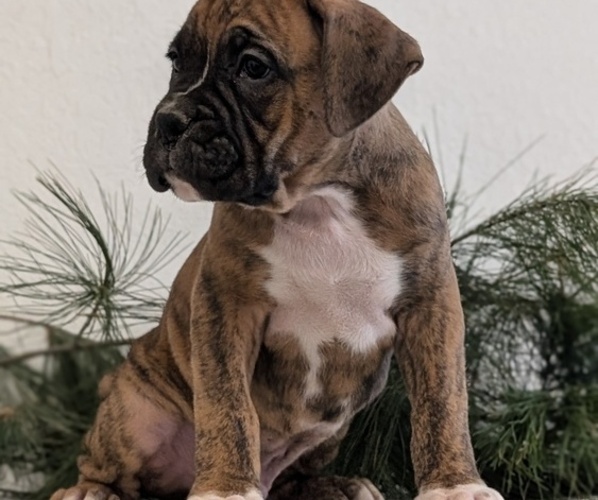 Medium Photo #6 Boxer Puppy For Sale in GOSHEN, IN, USA
