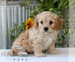 Small #3 Cavachon