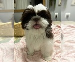 Puppy Bella Shih Tzu