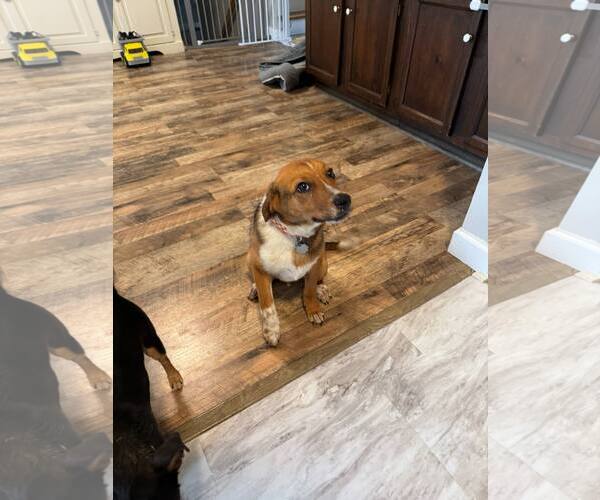 Medium Photo #3 Mutt Puppy For Sale in Fenton, MO, USA