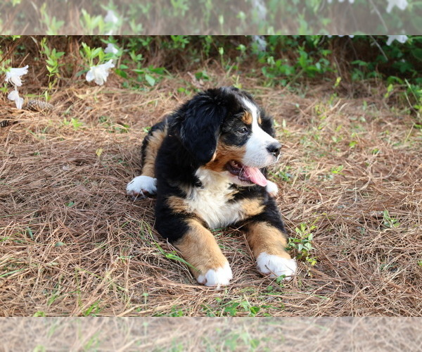 Medium Photo #6 Bernese Mountain Dog Puppy For Sale in MIDDLESEX, NC, USA