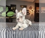 Small Photo #8 French Bulldog Puppy For Sale in FRANKLIN, IN, USA