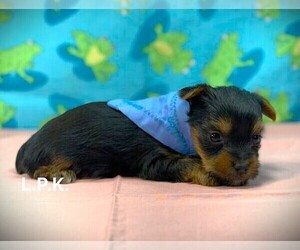 Yorkshire Terrier Puppy for sale in WINNSBORO, LA, USA