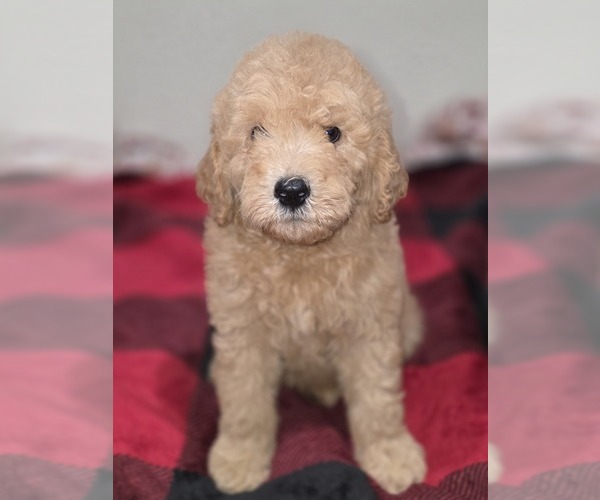 Medium Photo #4 Goldendoodle Puppy For Sale in DUBLIN, TX, USA