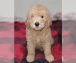 Small #3 Goldendoodle