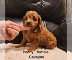 Small #4 Cavapoo (Miniature)