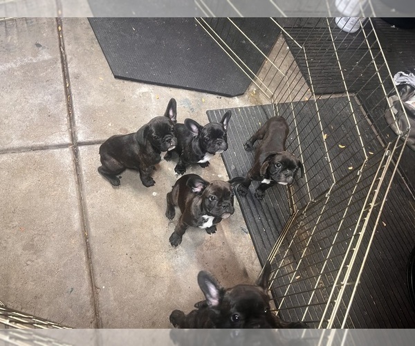 Medium Photo #27 French Bulldog Puppy For Sale in JOLIET, IL, USA