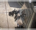 Litter of 5 - Female French BulldogLitter of Puppies for Sale - Photo #27