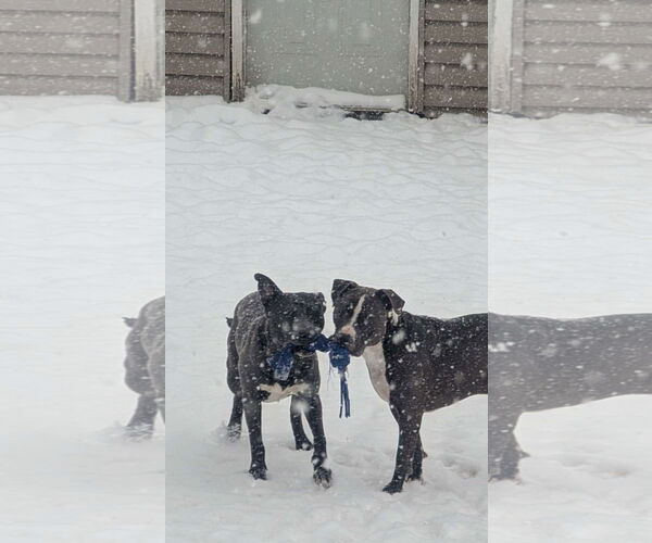 Medium Photo #18 American Pit Bull Terrier-Labrador Retriever Mix Puppy For Sale in Germantown, OH, USA