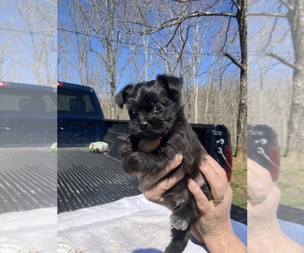 Medium Photo #1 Shorkie Tzu Puppy For Sale in DUFF, TN, USA