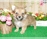 Small Photo #3 Pomeranian Puppy For Sale in HAMMOND, IN, USA