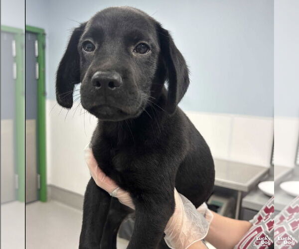 Medium Photo #2 Labrador Retriever-Unknown Mix Puppy For Sale in Washington, DC, USA