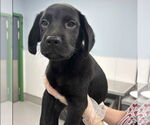 Small #1 Labrador Retriever Mix