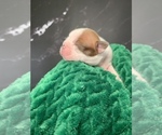 Small #1 Boston Terrier