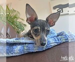 Small #3 Chihuahua Mix