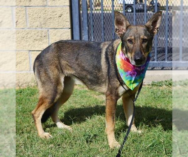 Medium Photo #1 German Shepherd Dog-Unknown Mix Puppy For Sale in San Antonio, TX, USA