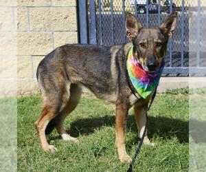 German Shepherd Dog-Unknown Mix Dogs for adoption in San Antonio, TX, USA