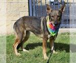 Small German Shepherd Dog Mix