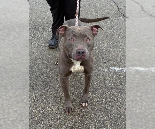 Medium Photo #1 Mutt Puppy For Sale in Louisville, KY, USA