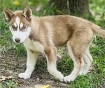 Puppy Halo Siberian Husky