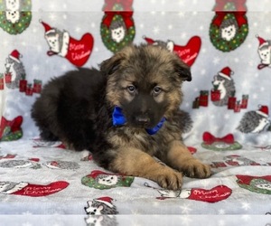 German Shepherd Dog Dog for Adoption in LANCASTER, Pennsylvania USA