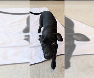 Labrador Retriever Dogs for adoption in Plano, TX, USA