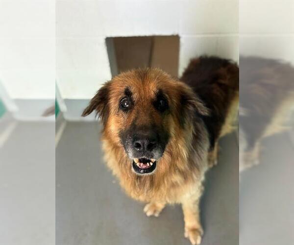 Medium Photo #1 German Shepherd Dog-Unknown Mix Puppy For Sale in Visalia, CA, USA