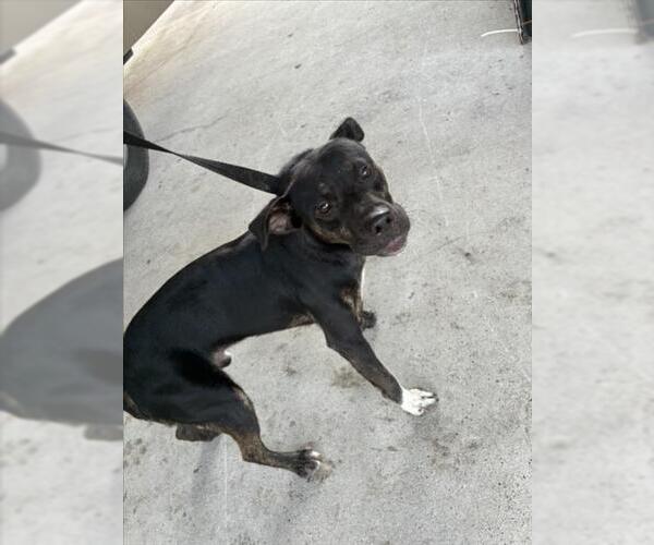 Medium Photo #1 Mutt Puppy For Sale in Texas City, TX, USA