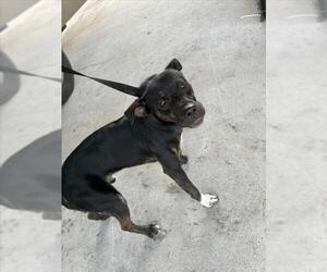 Mutt Dogs for adoption in Texas City, TX, USA