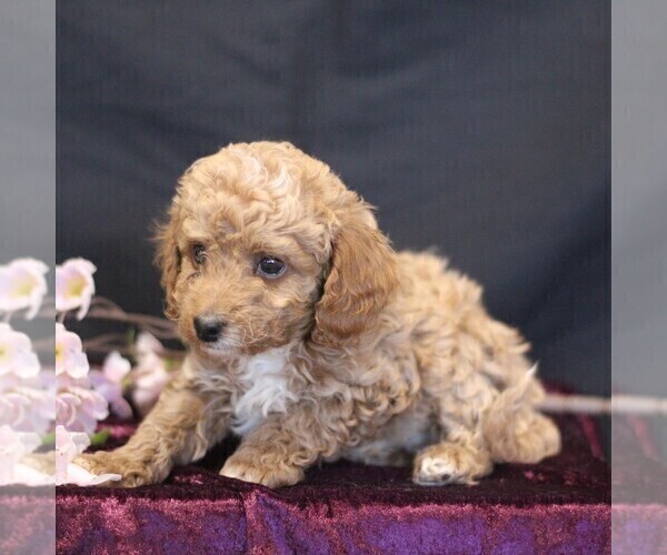 Medium Photo #4 Cavapoo (Miniature) Puppy For Sale in MILLERSTOWN, PA, USA