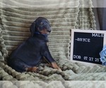 Small #1 Doberman Pinscher
