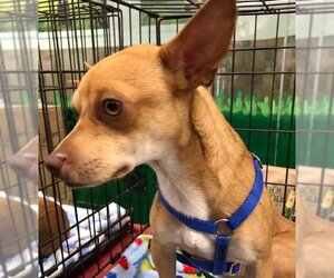 Darshan - Male Jack Chi Dog for Adoption - Photo #3