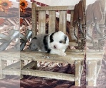 Small Photo #1 Miniature American Shepherd Puppy For Sale in LA SALLE, CO, USA