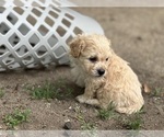 Small #8 Goldendoodle-Shih Tzu Mix