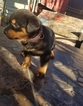 Small Photo #13 Rottweiler Puppy For Sale in RANCHO CORDOVA, CA, USA