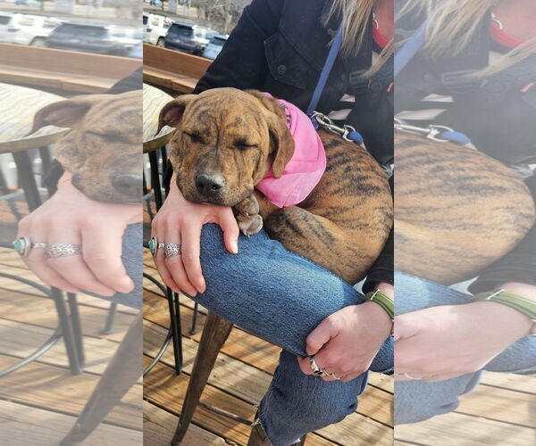 Medium Photo #2 Mutt Puppy For Sale in Fort Collins, CO, USA