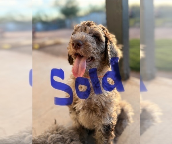 Medium Photo #17 Poodle (Standard) Puppy For Sale in APACHE JUNCTION, AZ, USA