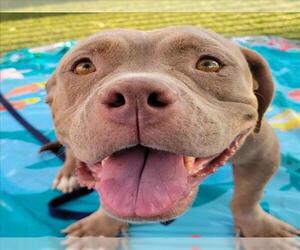 American Pit Bull Terrier-Unknown Mix Dogs for adoption in Las Vegas, NV, USA