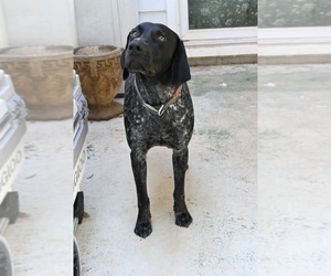 Father of the German Shorthaired Pointer puppies born on 03/17/2025