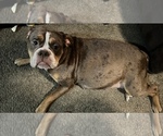 Small Photo #1 Olde English Bulldogge Puppy For Sale in LORAIN, OH, USA