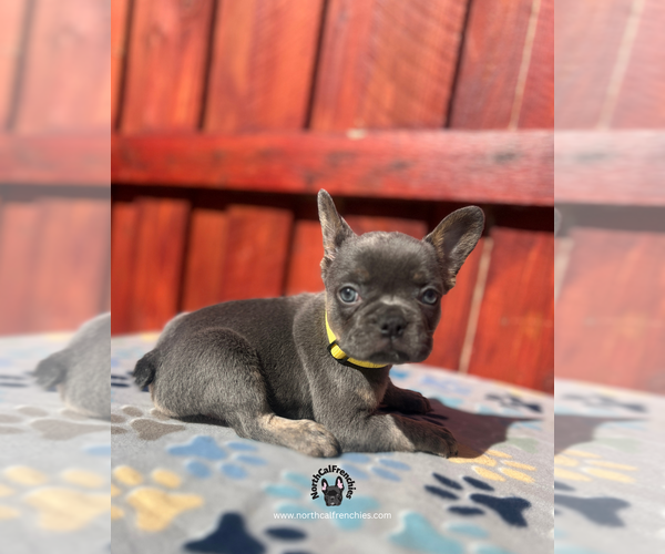 Medium Photo #2 French Bulldog Puppy For Sale in SACRAMENTO, CA, USA