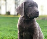 Small Photo #1 Labrador Retriever Puppy For Sale in BEARTOWN, PA, USA