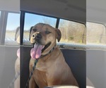 Small Mastiff