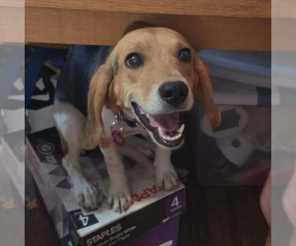 Medium Photo #2 Beagle Puppy For Sale in Las Vegas, NV, USA