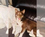 Small Siberian Husky