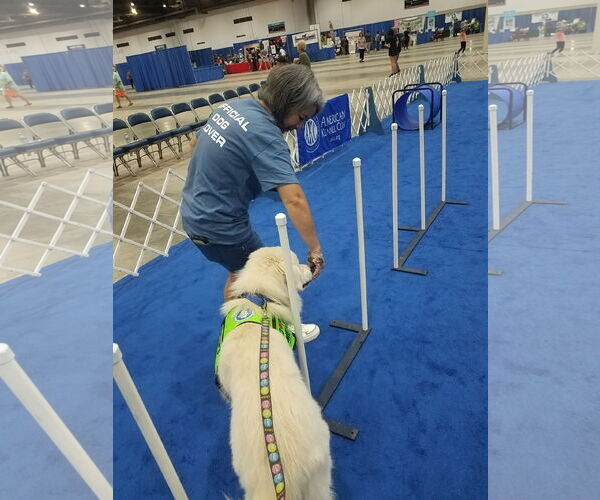 Medium Photo #23 Great Pyrenees-Unknown Mix Puppy For Sale in Houston, TX, USA