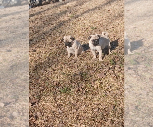 Medium Photo #3 Pug Puppy For Sale in EDGAR, WI, USA