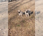Small #2 Pug